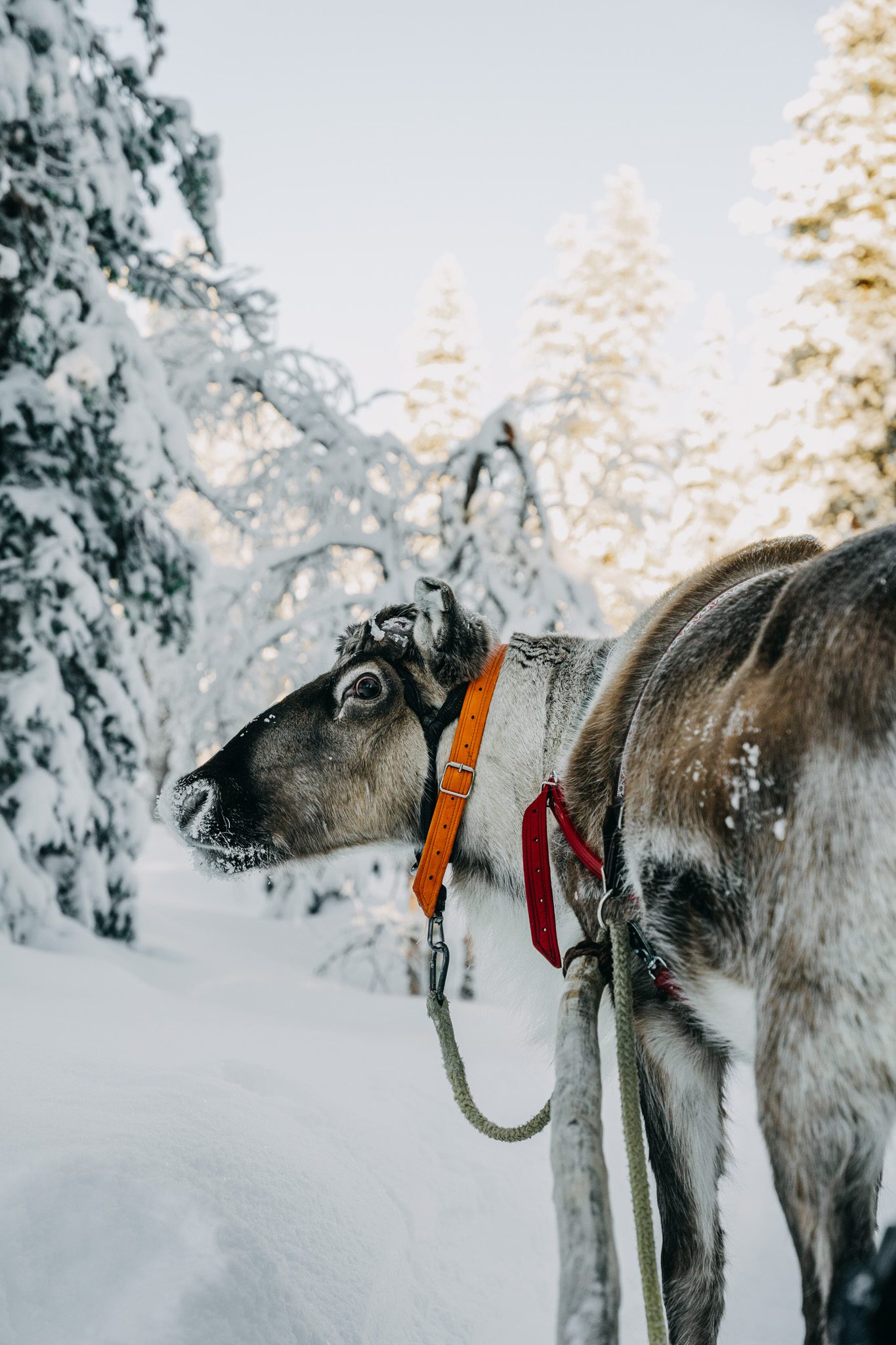 Van Lapland tot Ijsland: 4x Noordelijke winterreizen