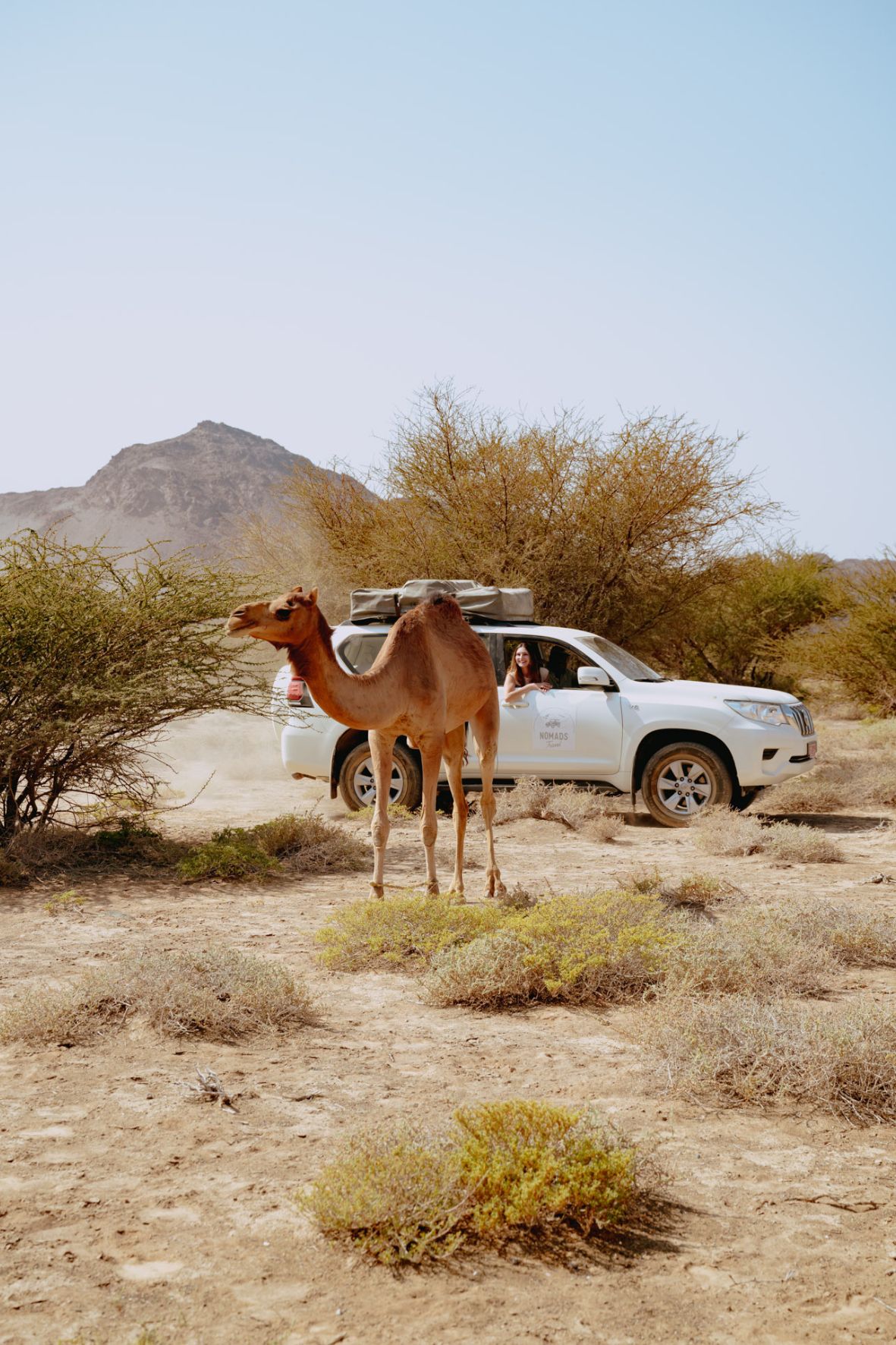 Voiture et chameau lors d'un roadtrip à Oman