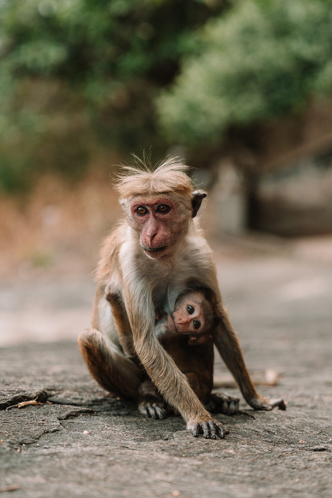 sri lanka