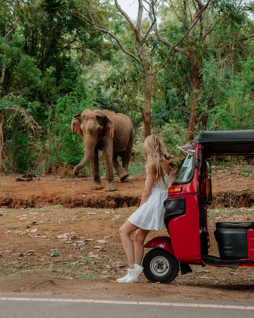 reis sri lanka tuk tuk