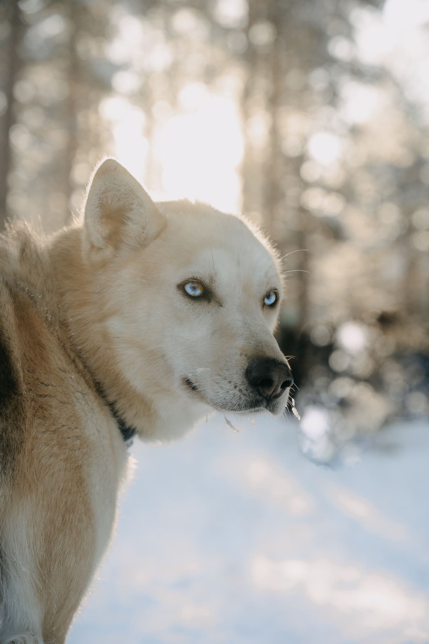 Reizen naar Lapland: Wat is de beste maand?