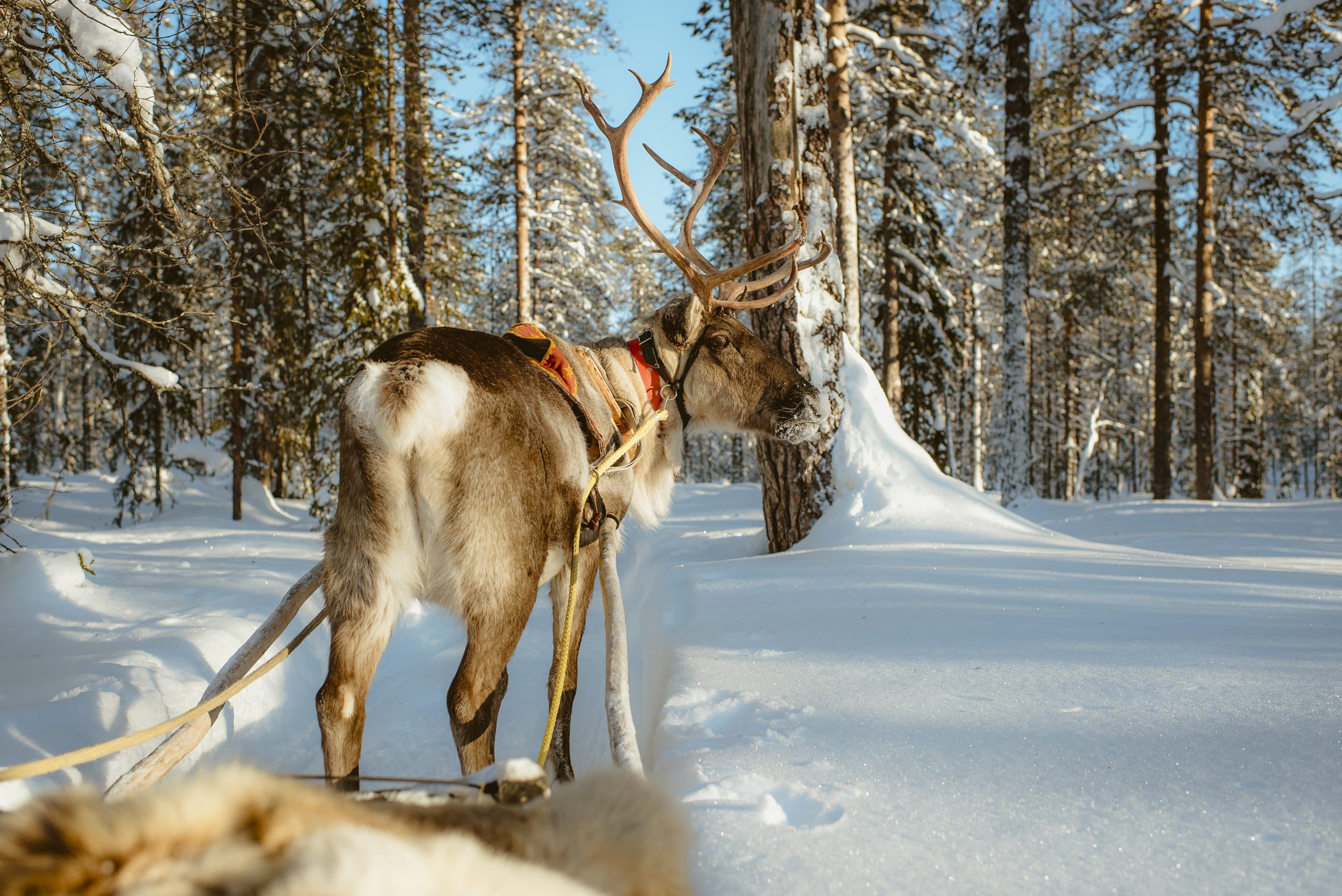 Reindeer Lapland