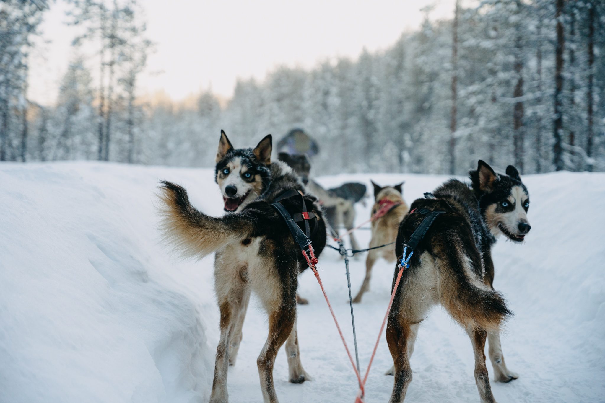 https://blog.staging.travelbase.eu-content/uploads/sites/2/2023/04/Lapland_EvyvanNispen_Akaslompolo_LR-178-980x653.jpg