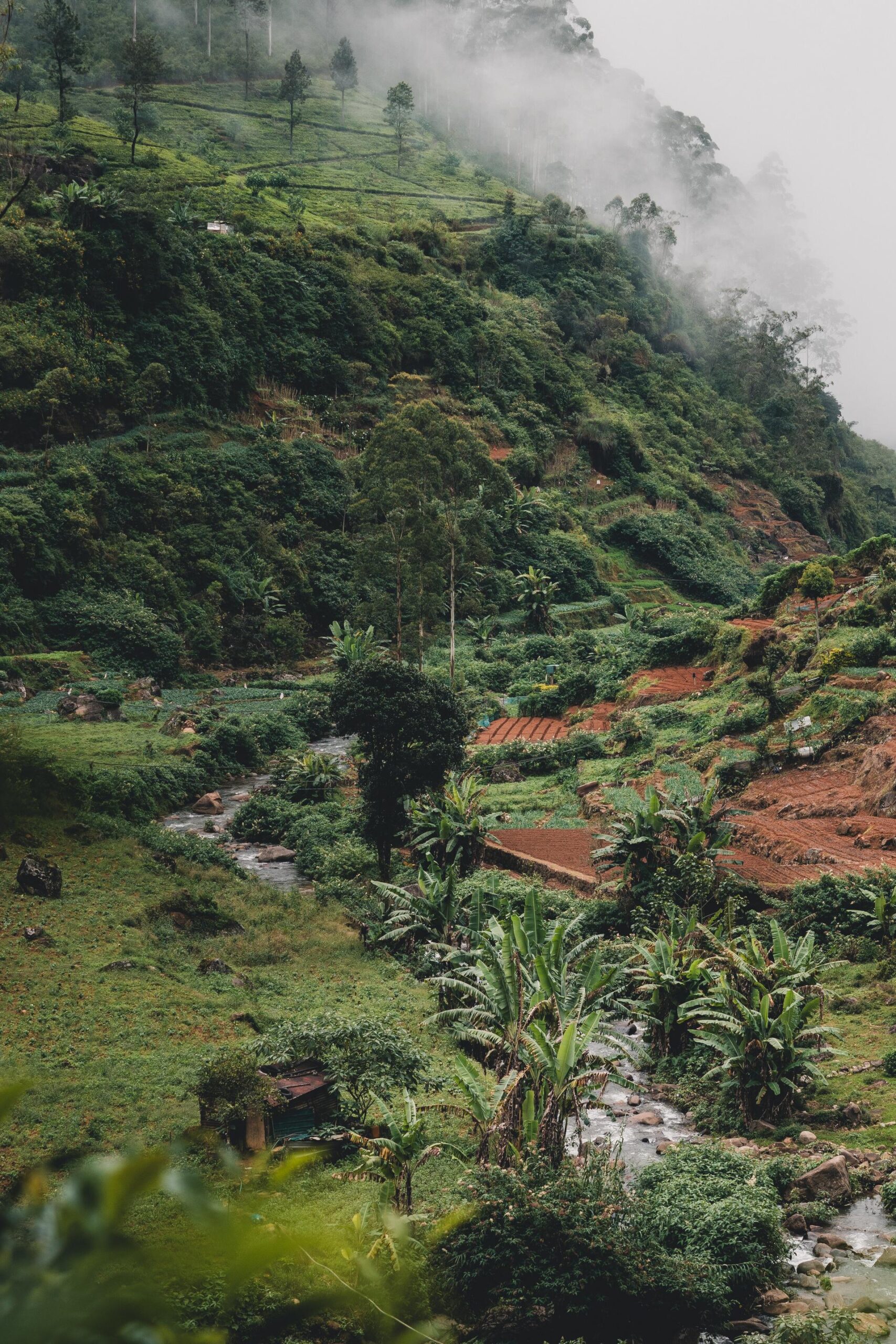 5 activiteiten die je niet mag overslaan in Ella, Sri Lanka