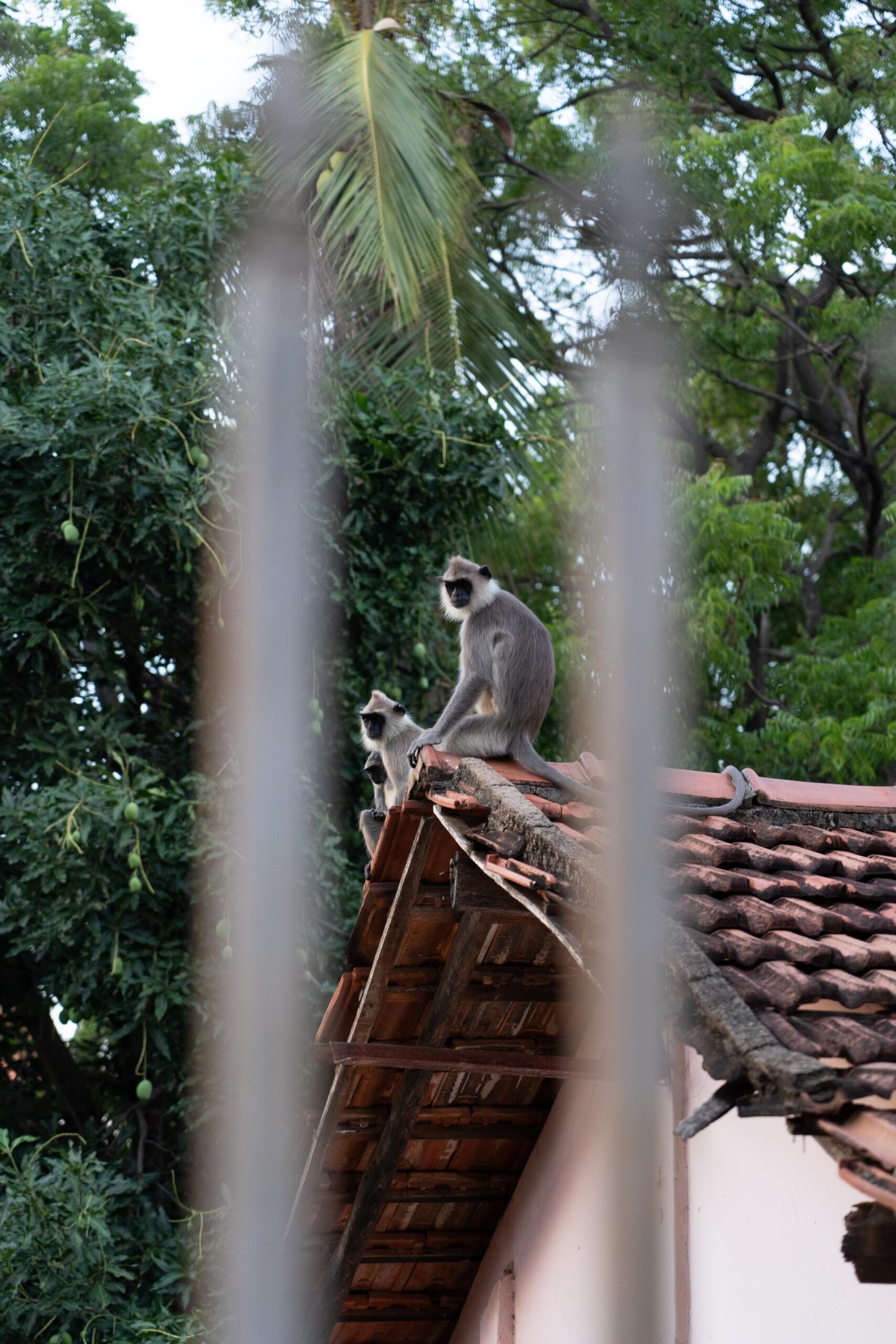 5 activiteiten die je niet mag overslaan in Ella, Sri Lanka