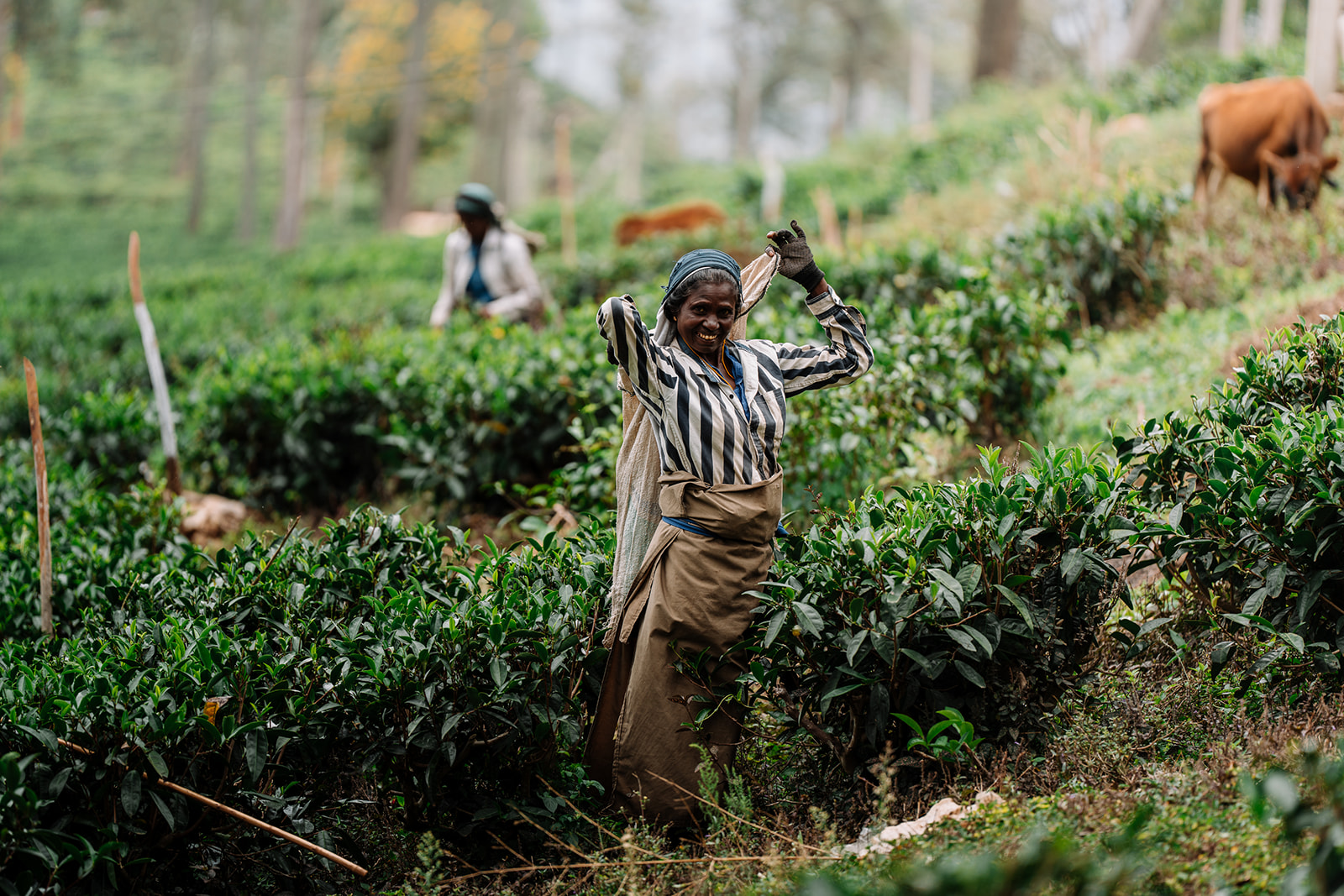 Sri Lanka voor foodies: dit móét je proeven tijdens je Tuk Tuk Trip