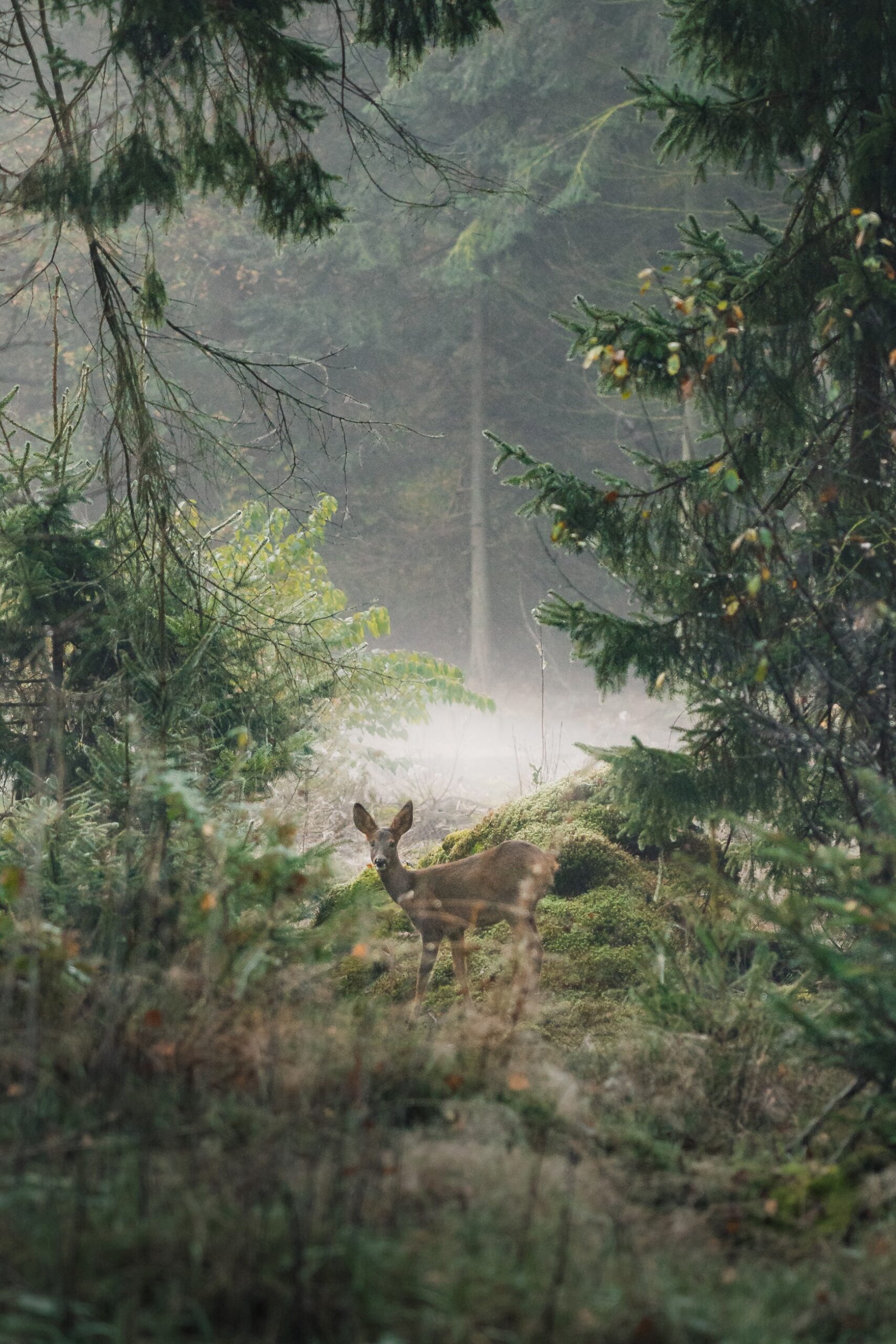 Wildlife in Zweden: tips voor de meest bijzondere ontmoetingen