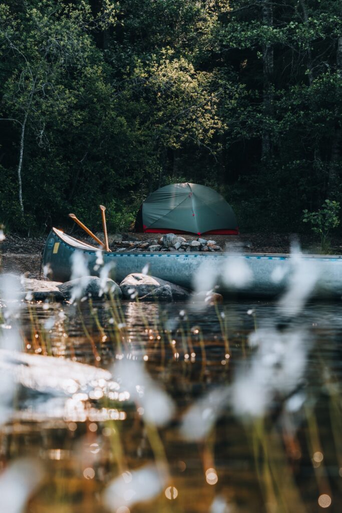 Wildlife in Zweden: tips voor de meest bijzondere ontmoetingen