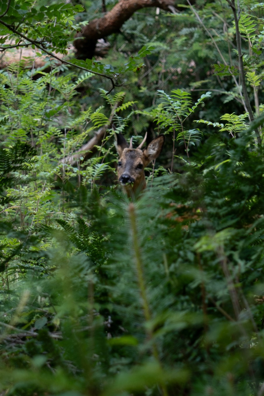 Wildlife in Zweden: tips voor de meest bijzondere ontmoetingen