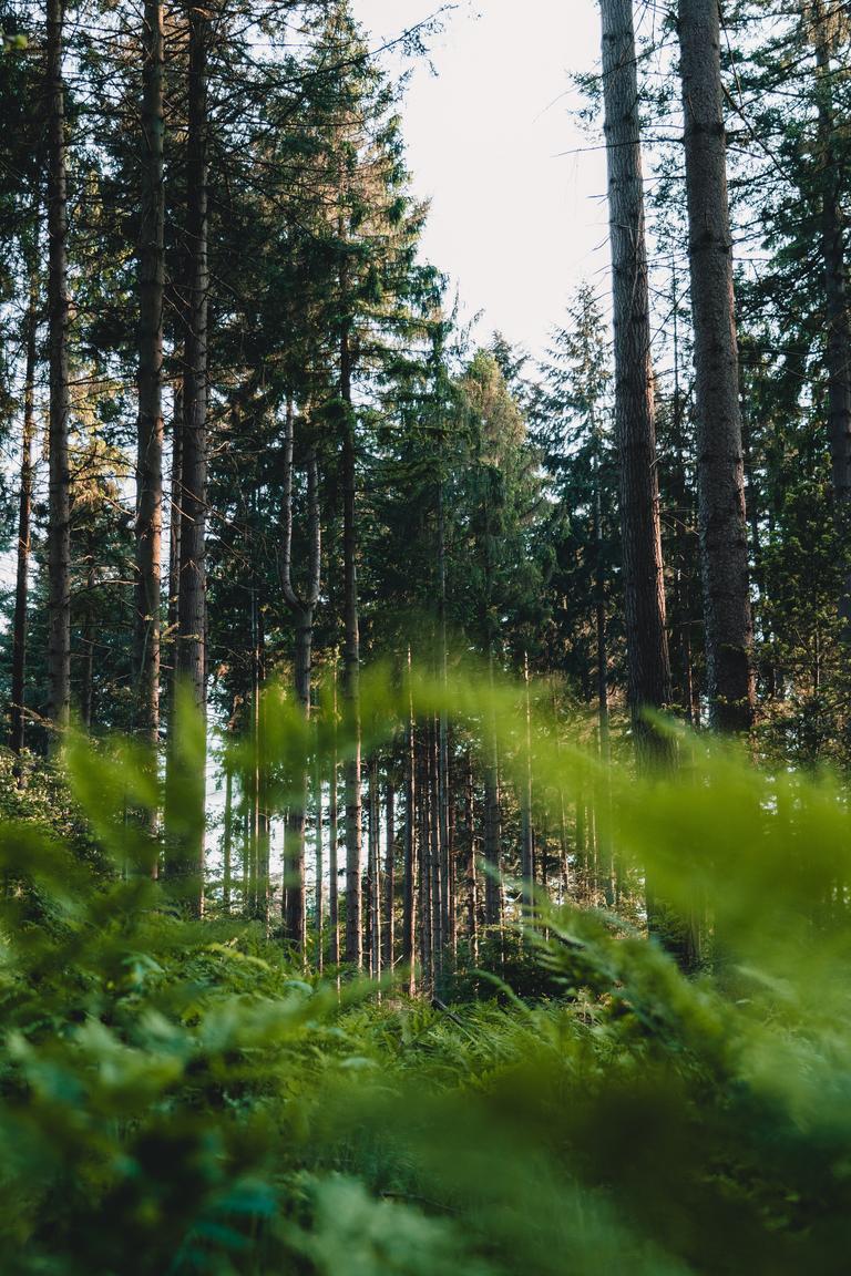 Wildlife in Zweden: tips voor de meest bijzondere ontmoetingen