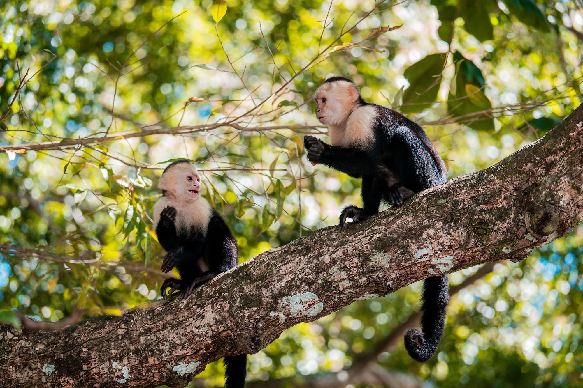 groepsreis costa rica - rondreis costa rica