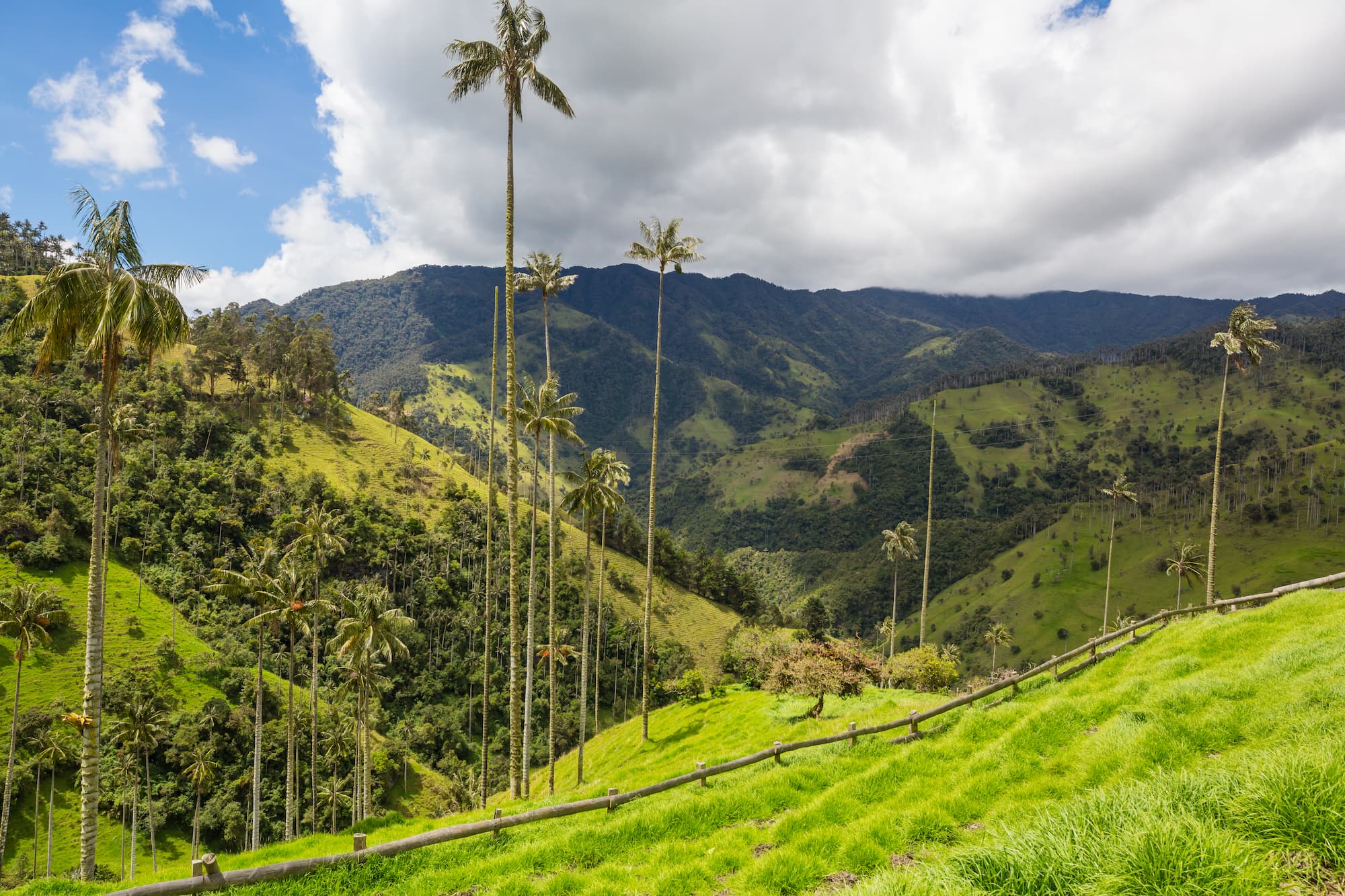 Colombia Cocora Valley palmbomen