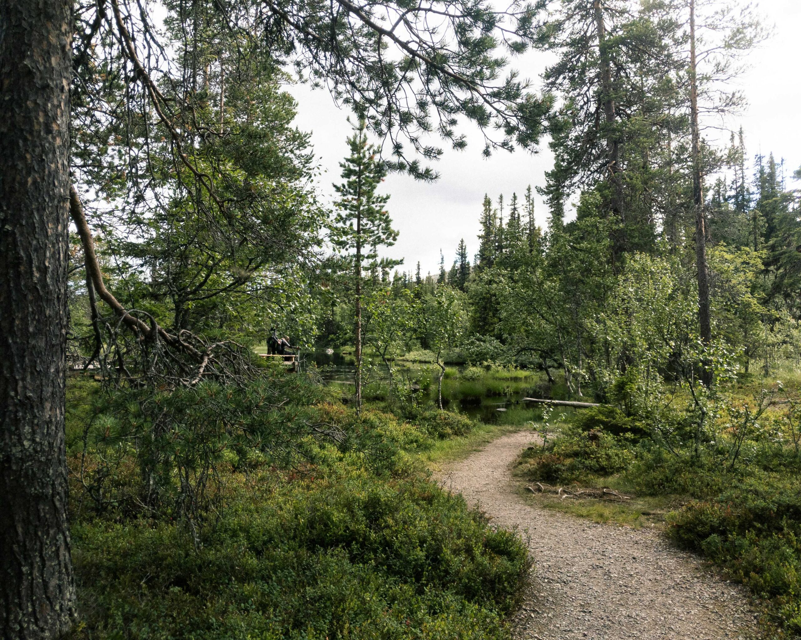 parc national Fulufjället suède