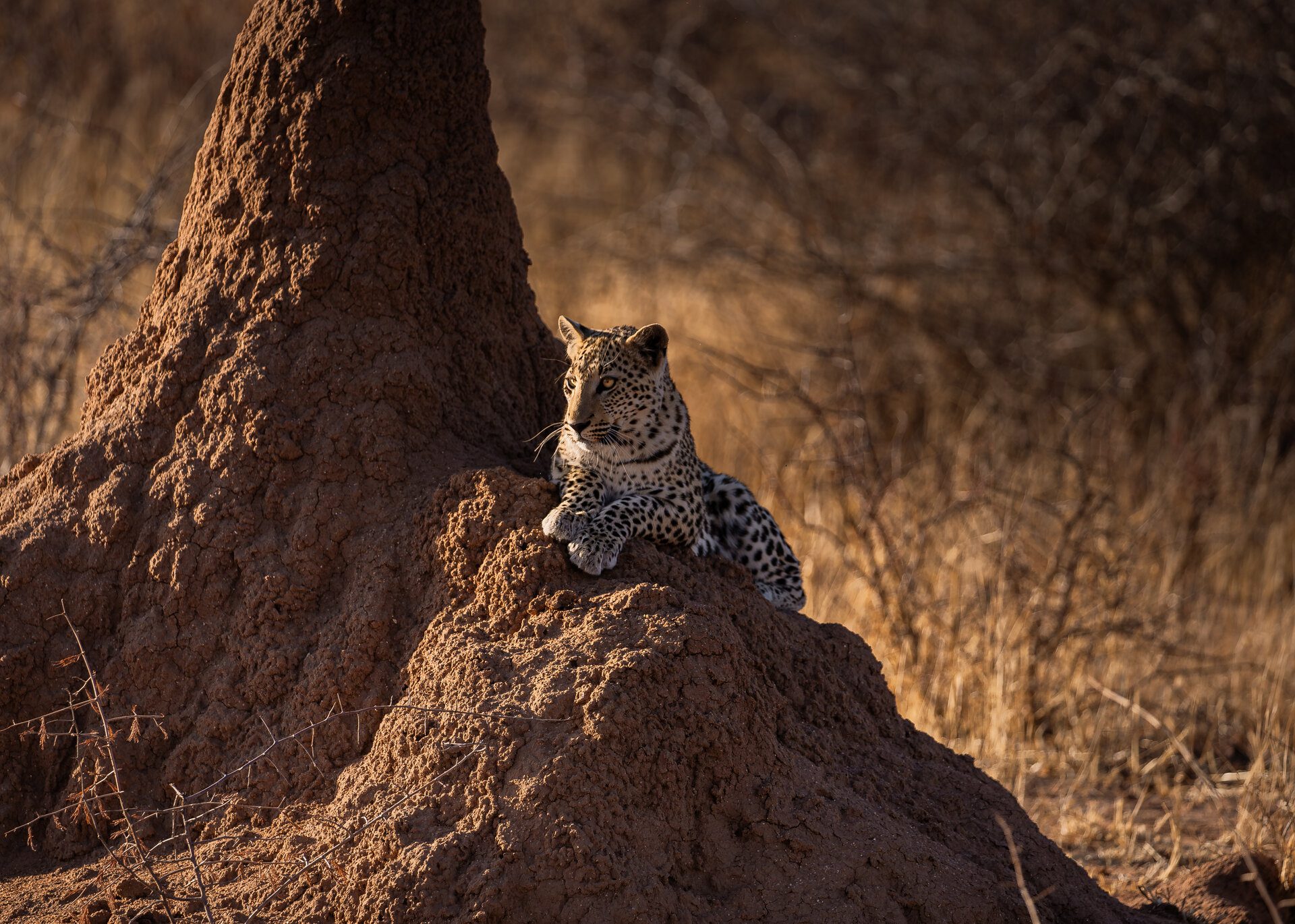Namibie Nomads