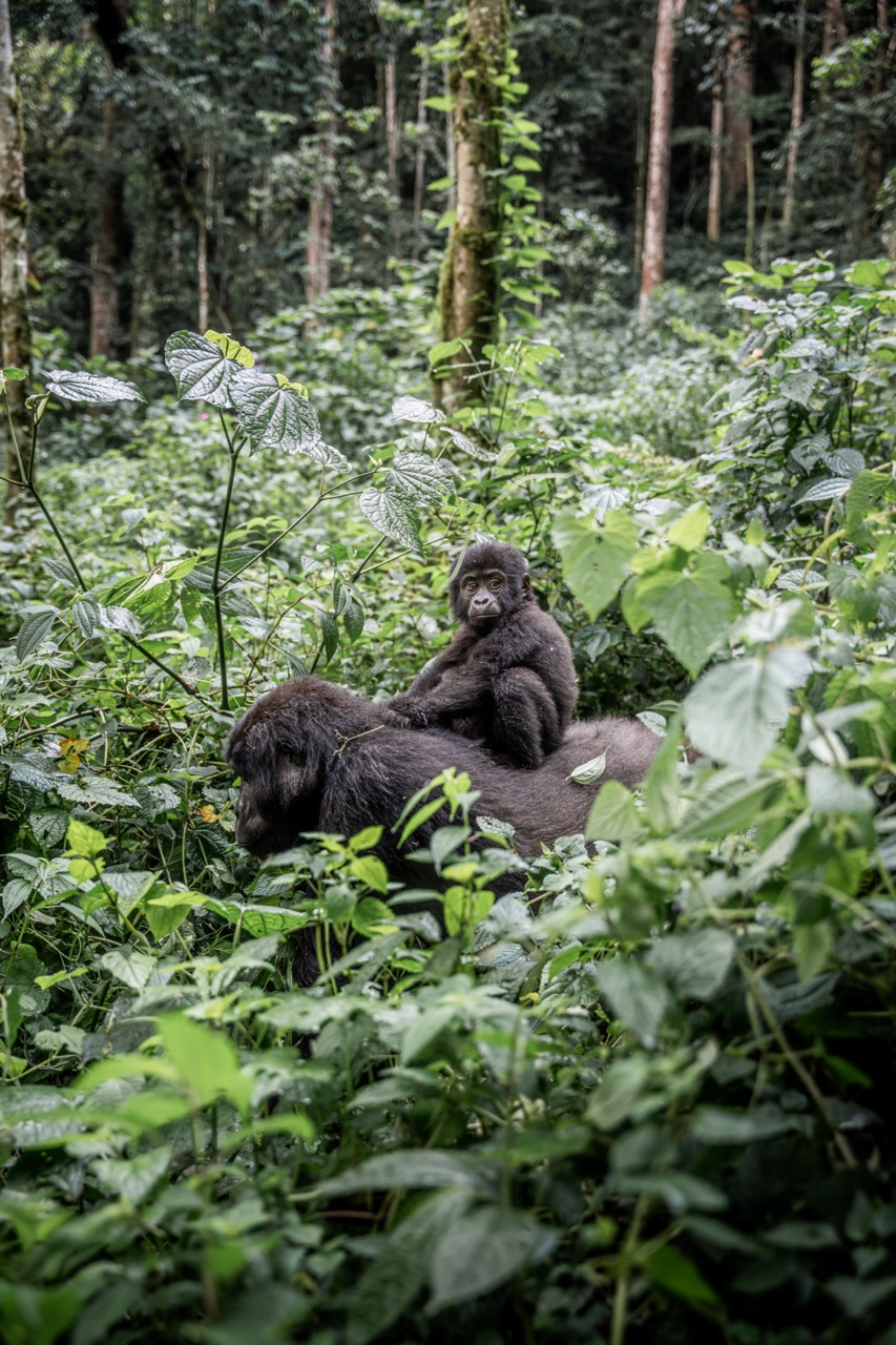 Gorilla Uganda Nomads