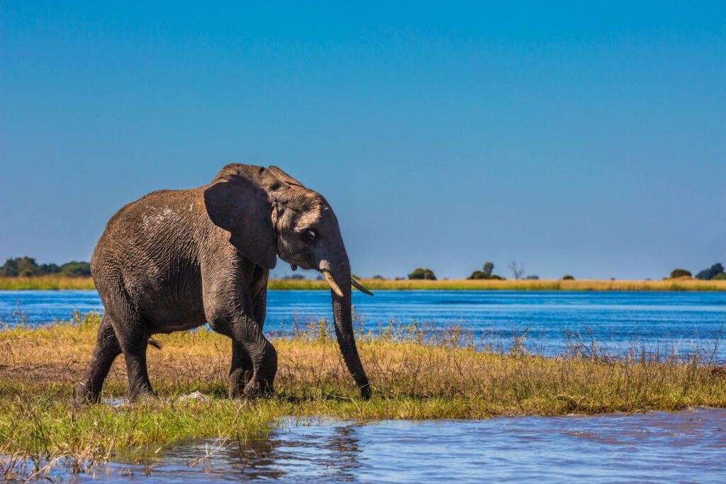Bostwana olifant